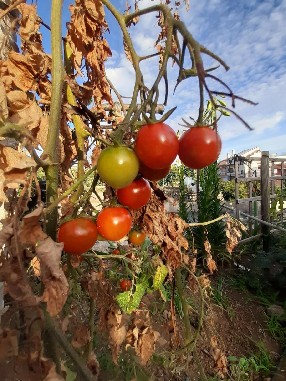 Finca De Luna La Orotava Eksteriør bilde