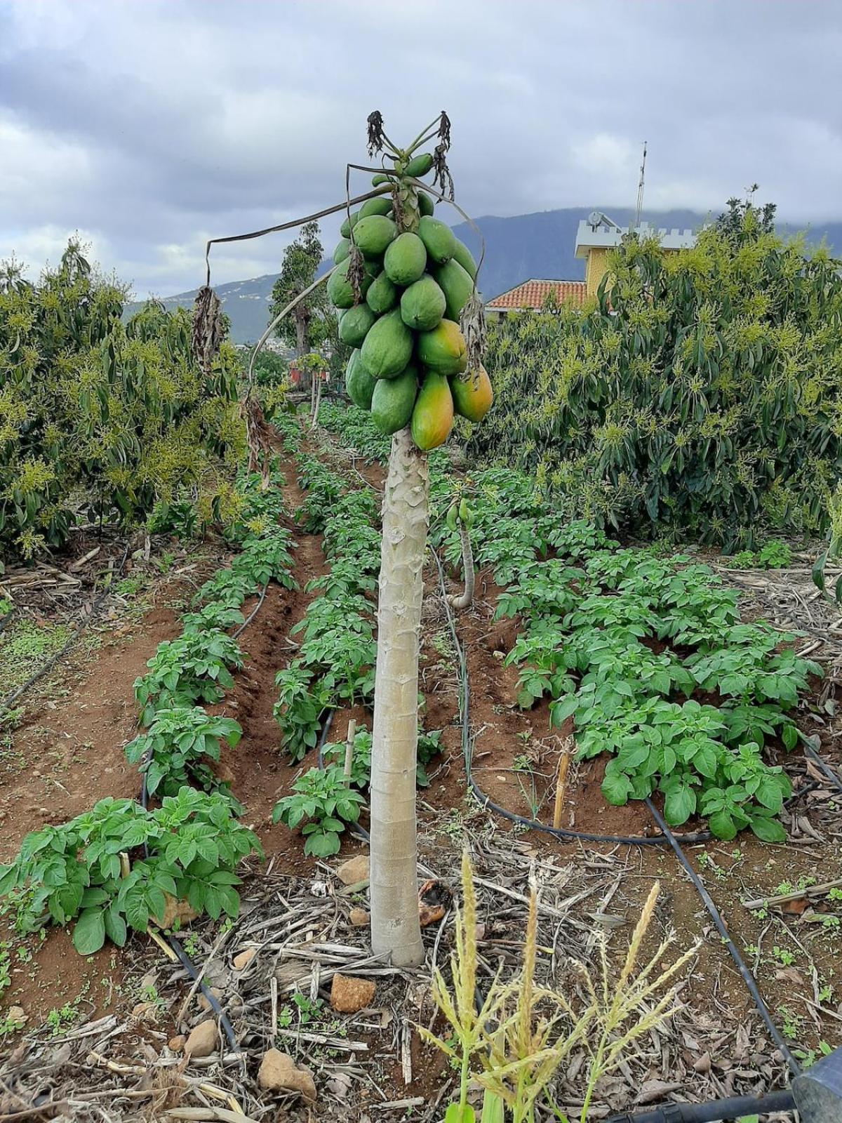 Finca De Luna La Orotava Eksteriør bilde
